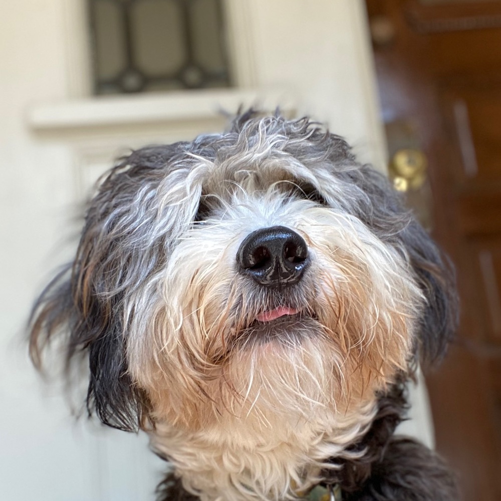 Meet your Posher, Sam